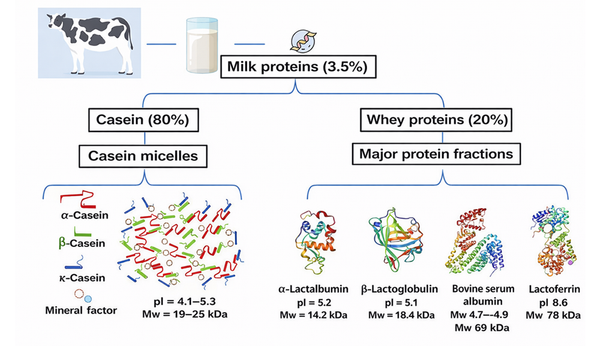 The protein composition of milk – the hidden intelligence of a natural ...