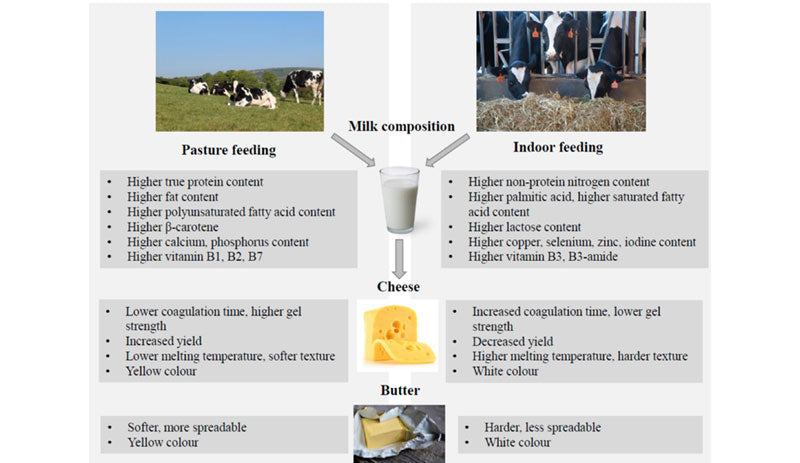 Factors affecting the chemical composition of milk – breed, nutrition, lactation period, and season as biological and technological determinants.