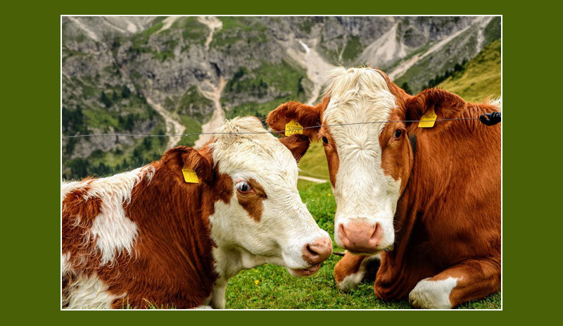 The Influence of Breed on the Quantity and Quality of Milk – The Genetic Architecture of Dairy Productivity and Composition