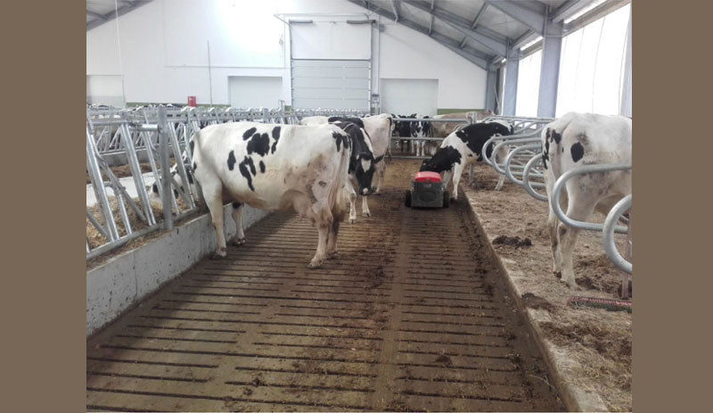 The Influence of Rearing Methods on the Quantity and Quality of Milk – Animal Management as a Systemic Factor in Dairy Productivity